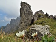 59 Dryas ocotopetala (Camedrio alpino) 